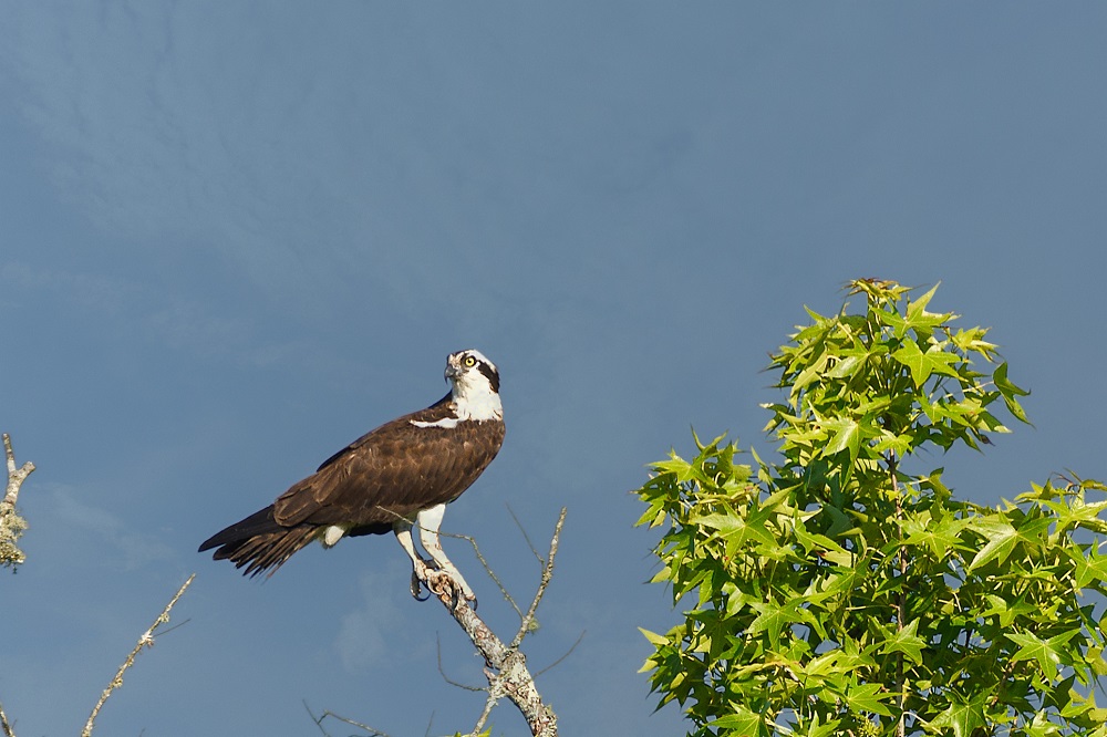 _DSC1027-Edit-2.jpg