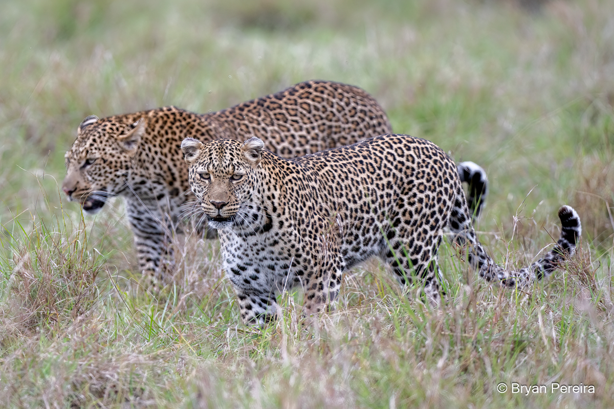 _DSC1095_bp.JPG