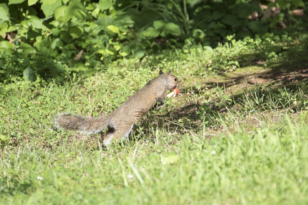 _DSC1106.JPG