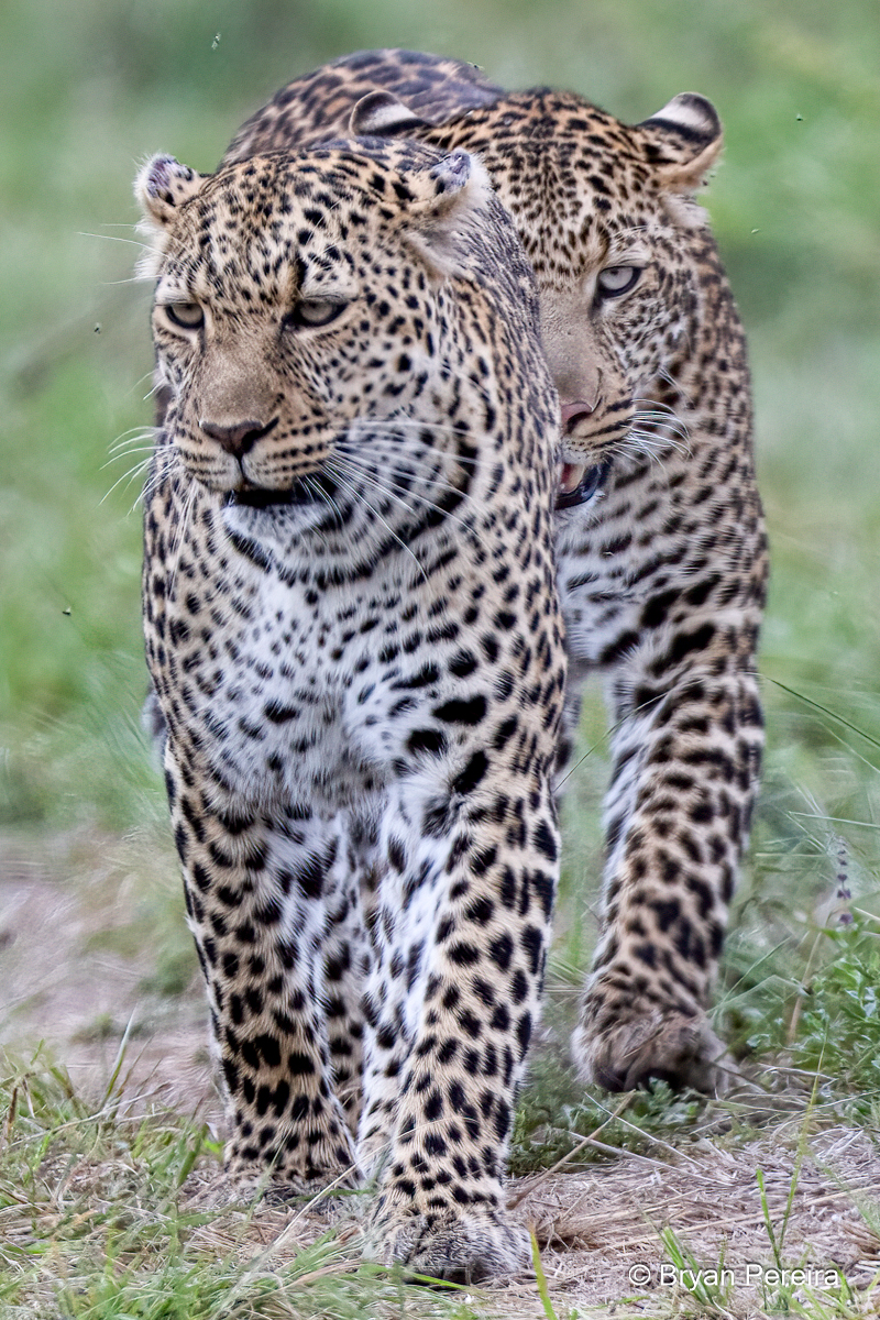 _DSC1118_bp.JPG