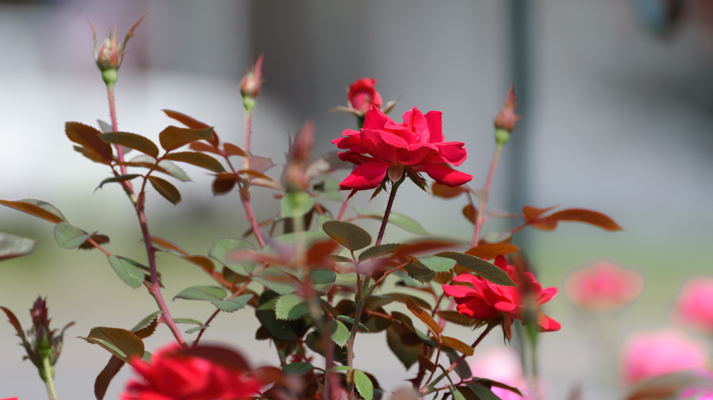 _DSC1163-Edit.jpg