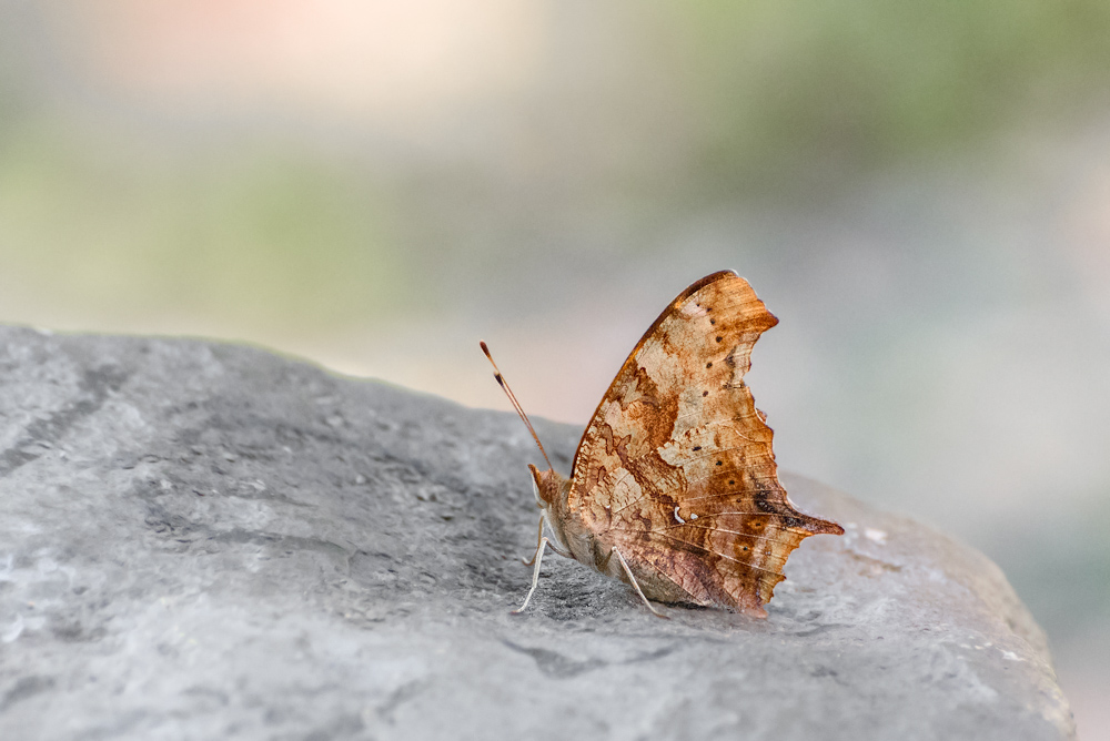 _DSC1220-Edit.jpg