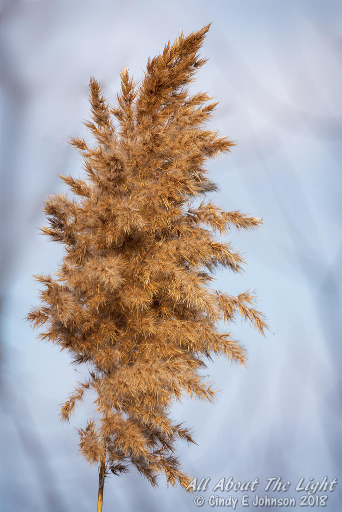 _DSC1247 low res.jpg