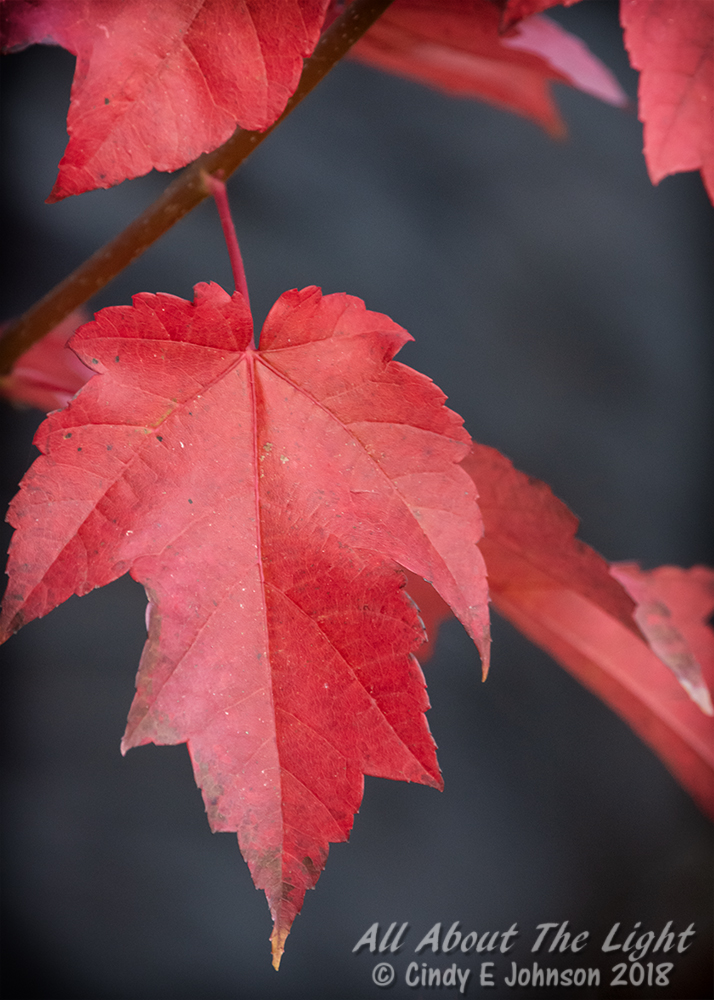 _DSC1255 low res.jpg