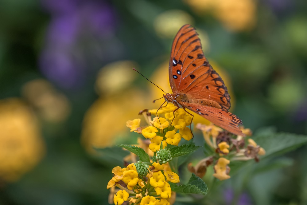 _DSC1266-Edit.jpg