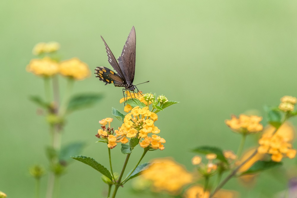 _DSC1290-Edit.jpg