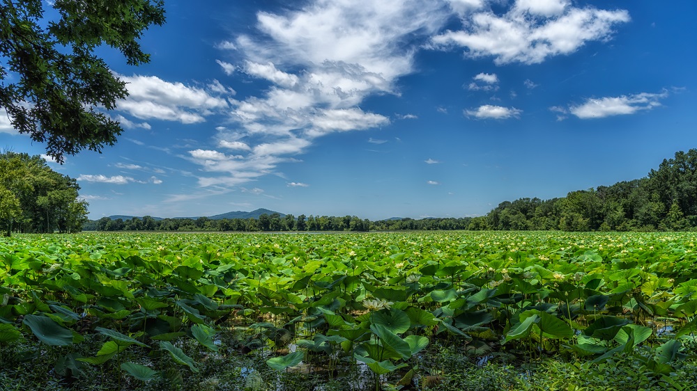 _DSC1290-Edit.jpg