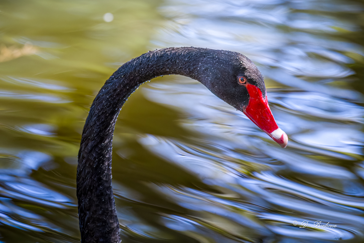 _DSC1291-DeNoiseAI-low-light-2.jpg