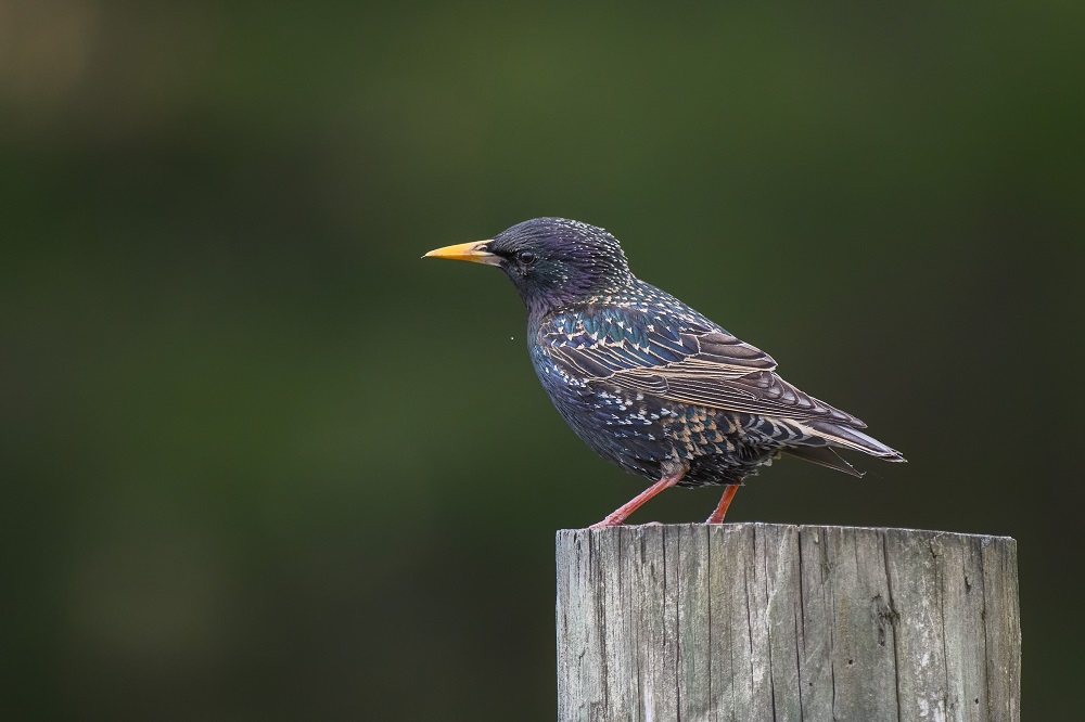 _DSC1326-Edit.jpg
