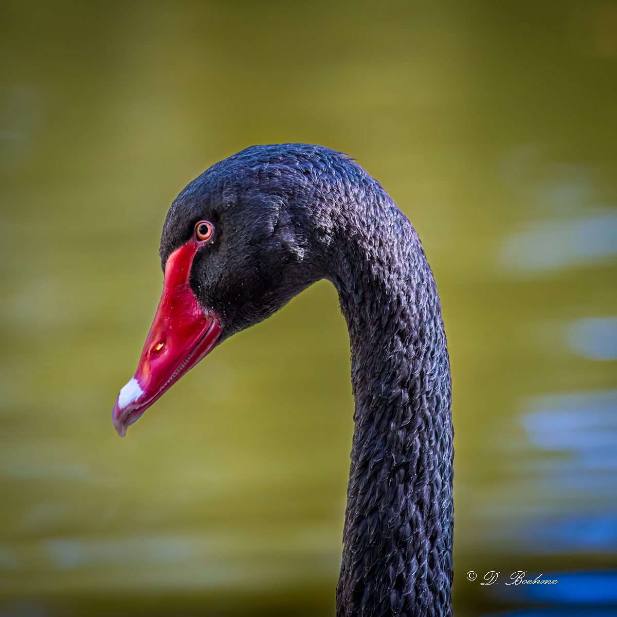 _DSC1351-DeNoiseAI-low-light.jpg