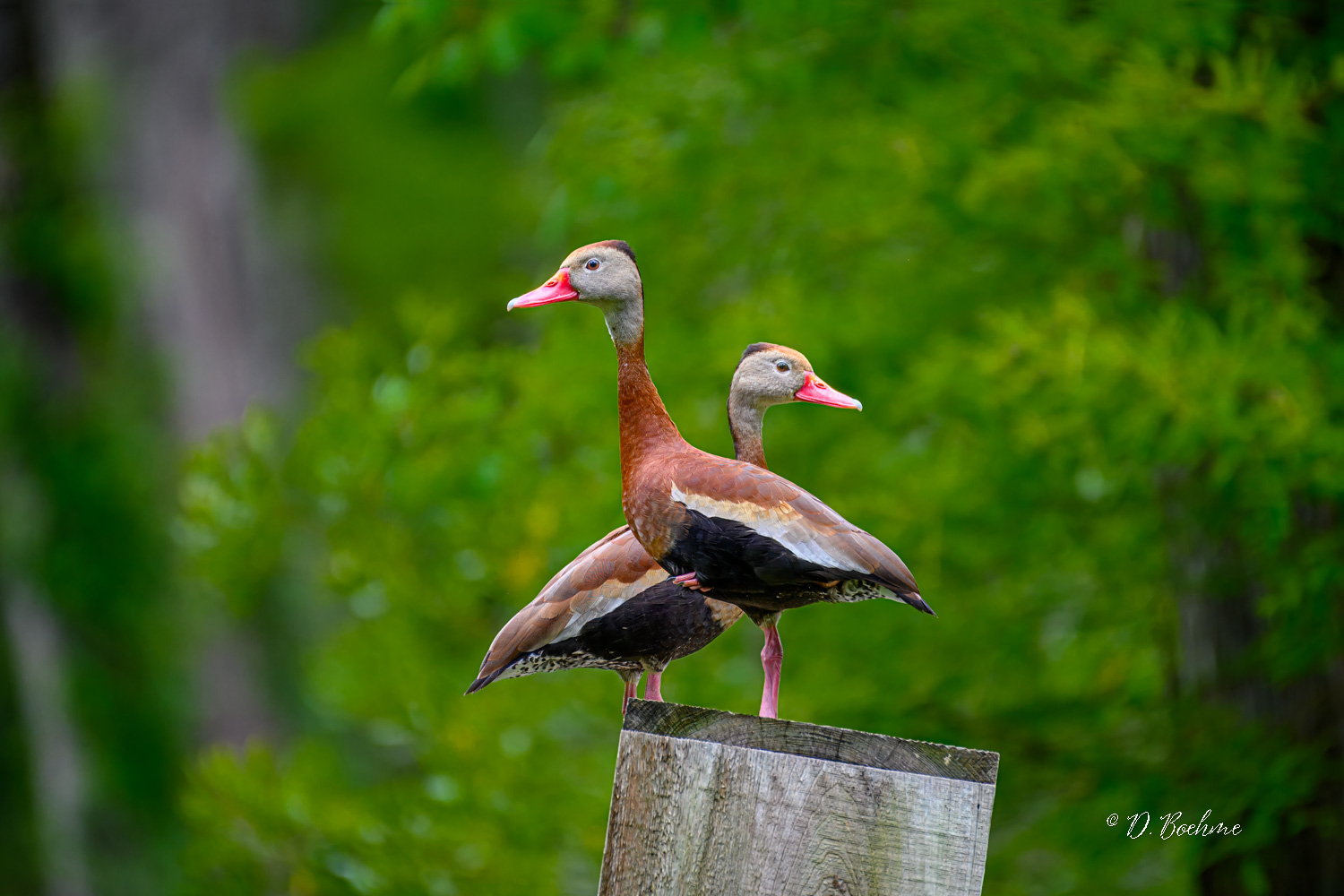 _DSC1370-topaz-denoiseraw-sharpen.jpg