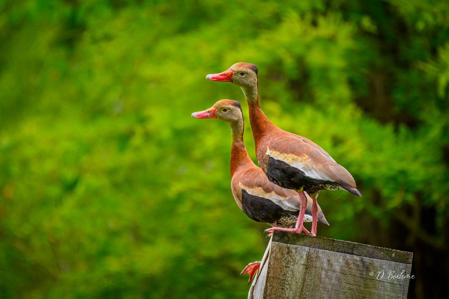 _DSC1393-topaz-denoiseraw-sharpen.jpg