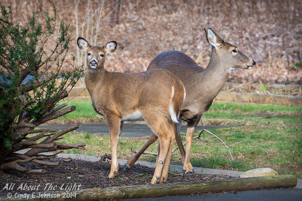 _DSC1463 low res.jpg