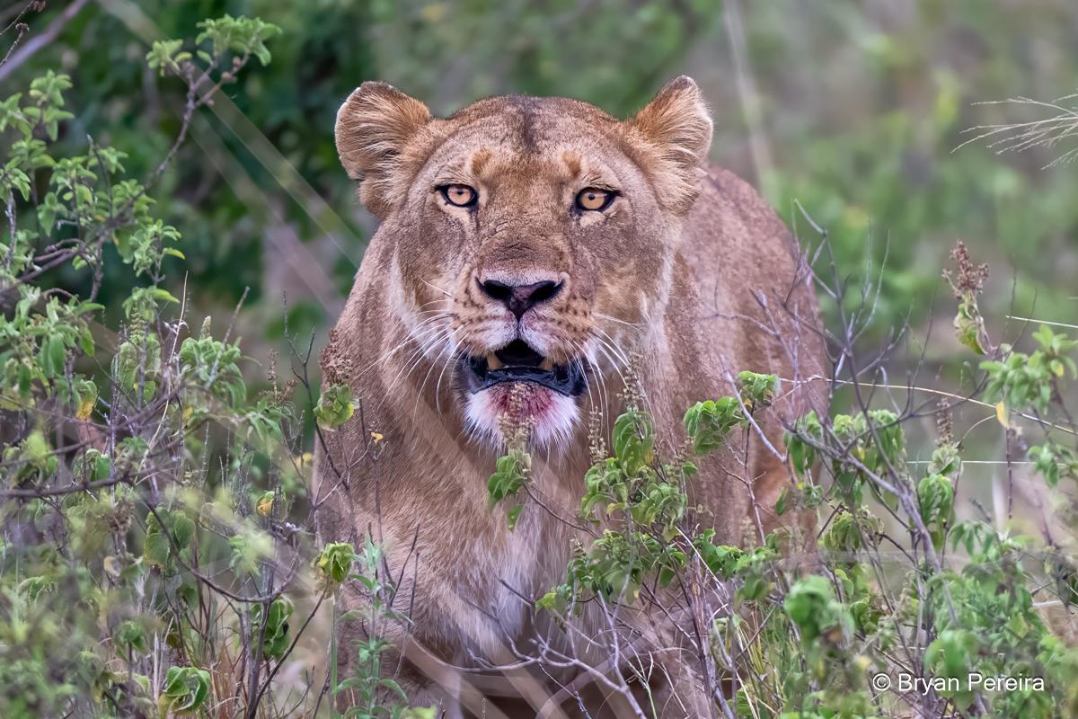 _DSC1477_lioness_bp.JPG