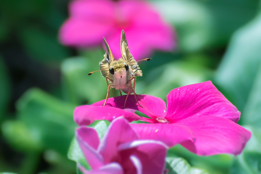 _DSC1490-Edit-2.jpg