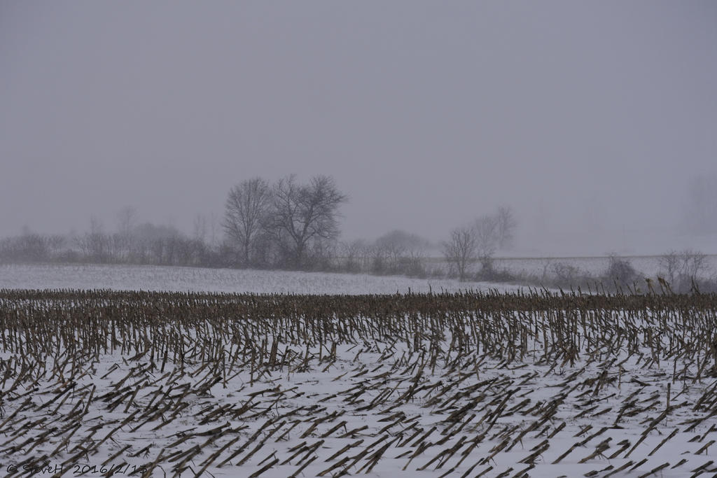 _DSC1500.jpg