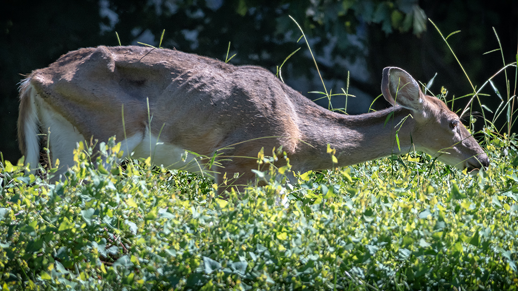 _DSC1582 low res.jpg _DSC1582 low res.jpg