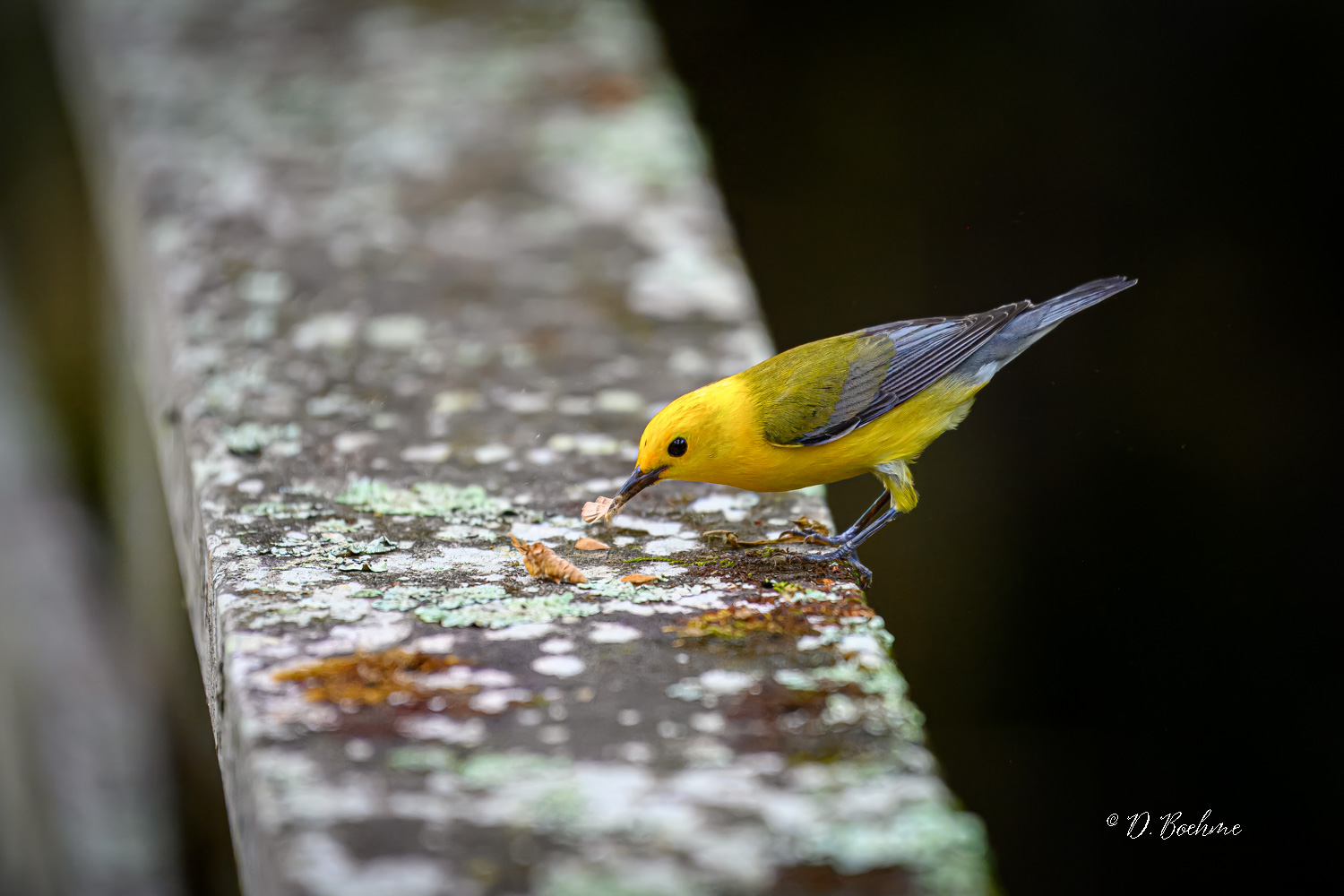 _DSC1588-topaz-denoiseraw-sharpen.jpg