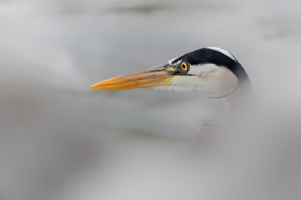 _DSC1590-Edit.jpg