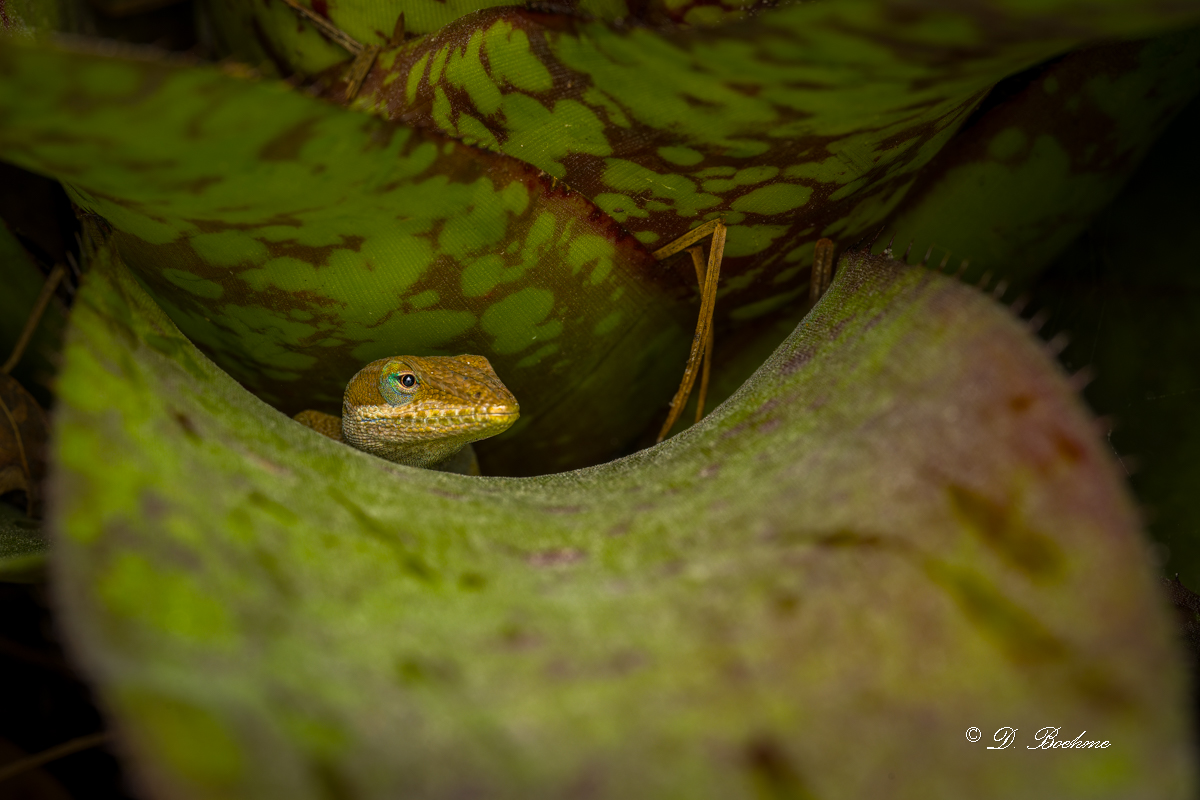 _DSC1593-SharpenAI-Focus.jpg