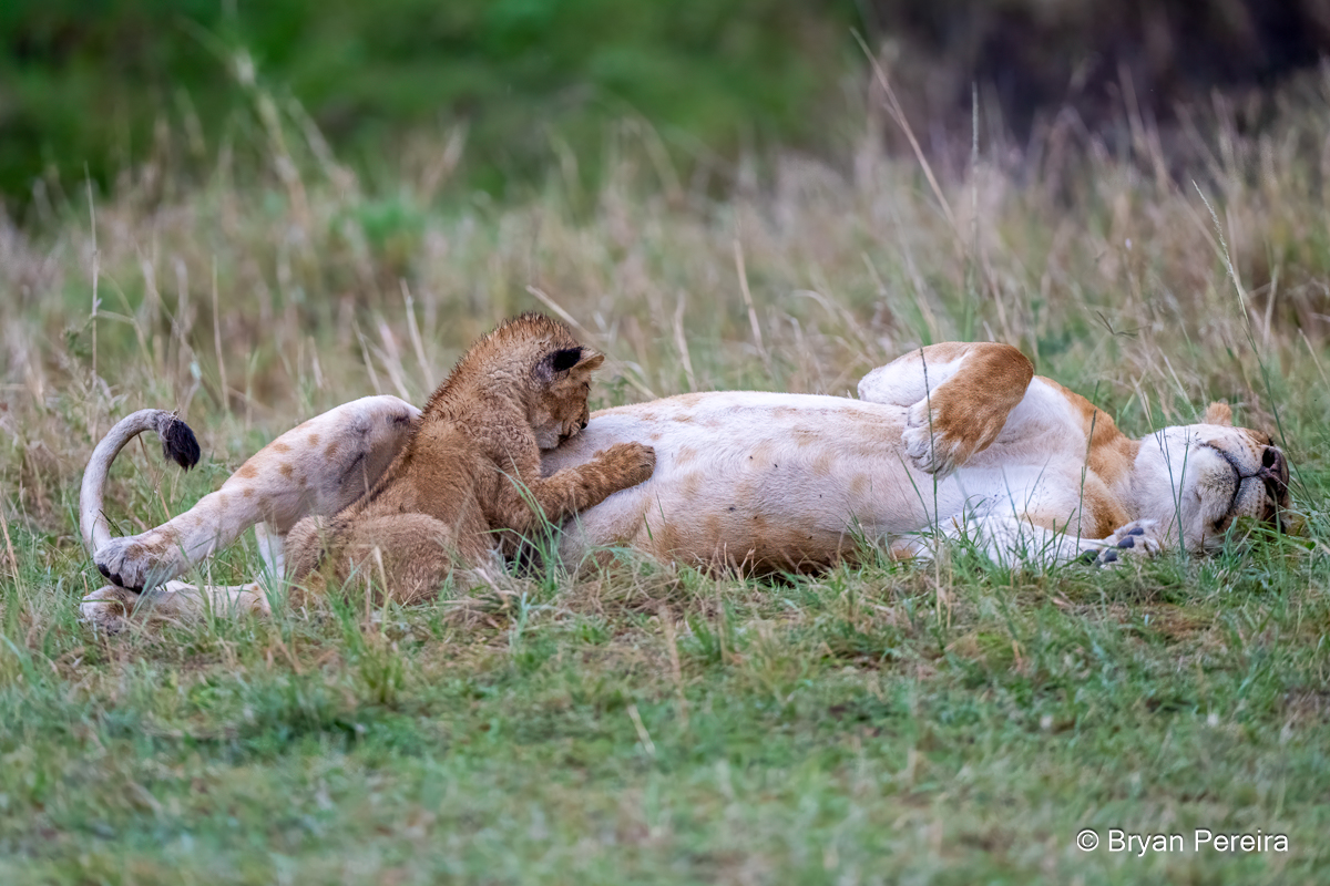 _DSC1619lion cub_bp.JPG
