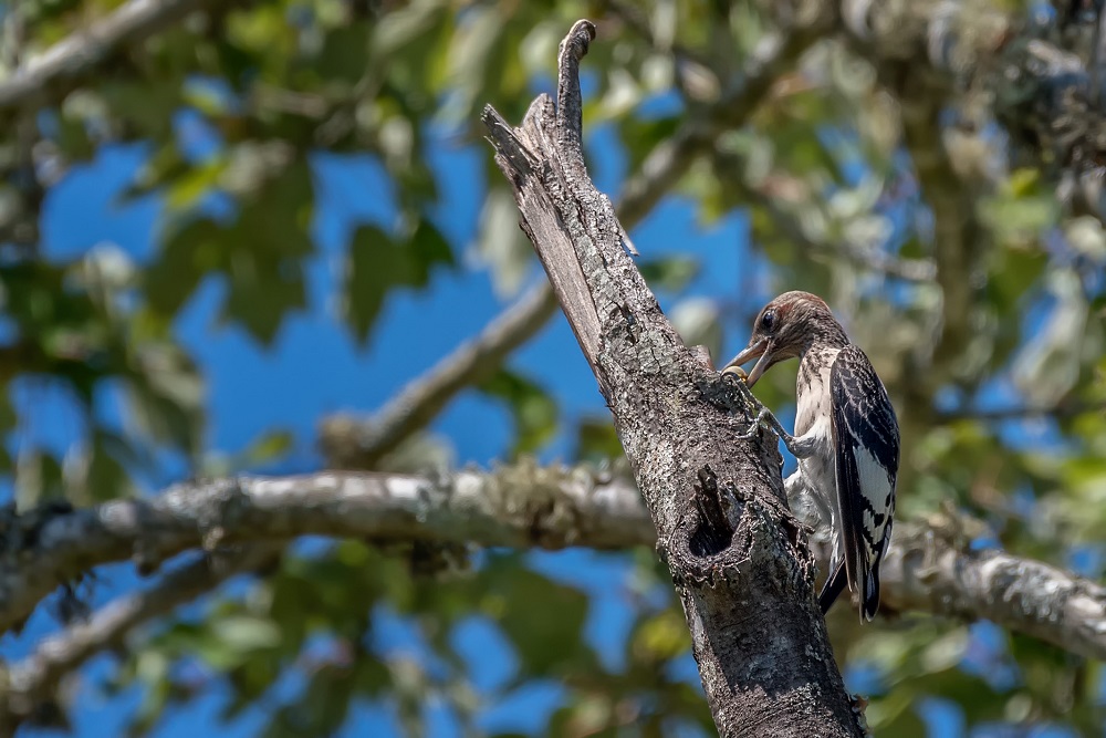 _DSC1628-Edit.jpg