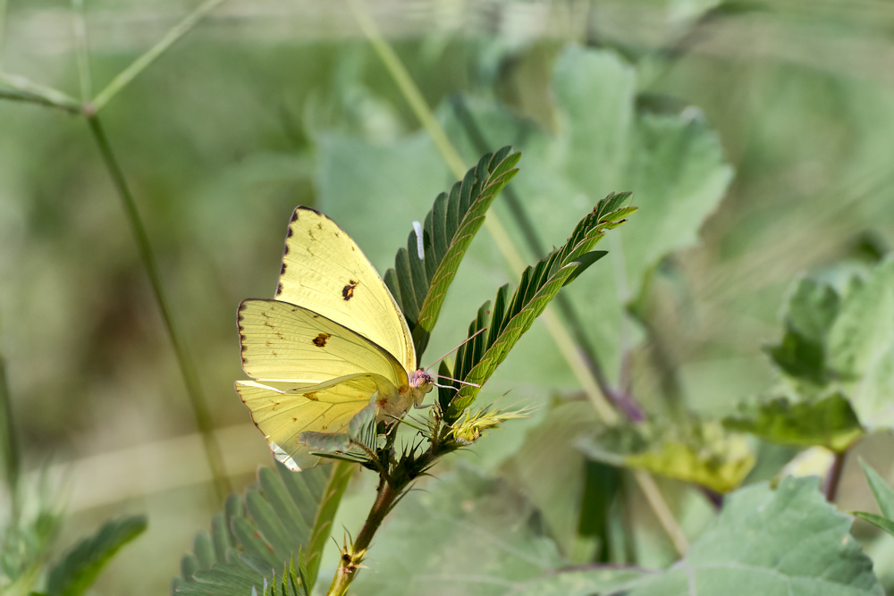 _DSC1642-Edit.jpg