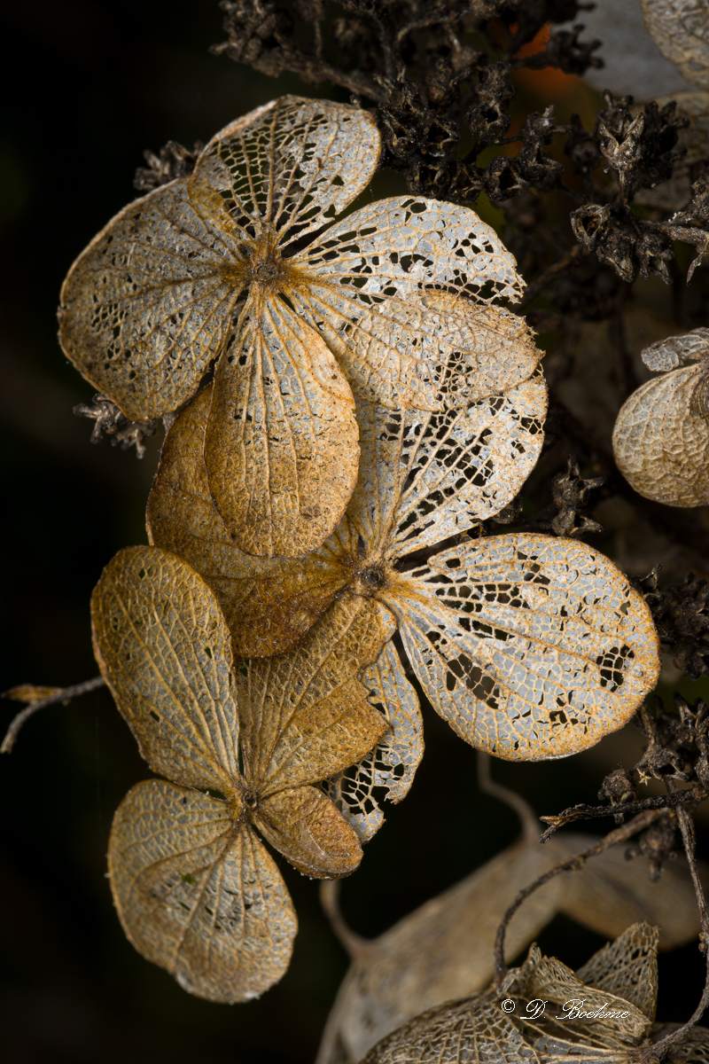 _DSC1651-SharpenAI-Focus.jpg