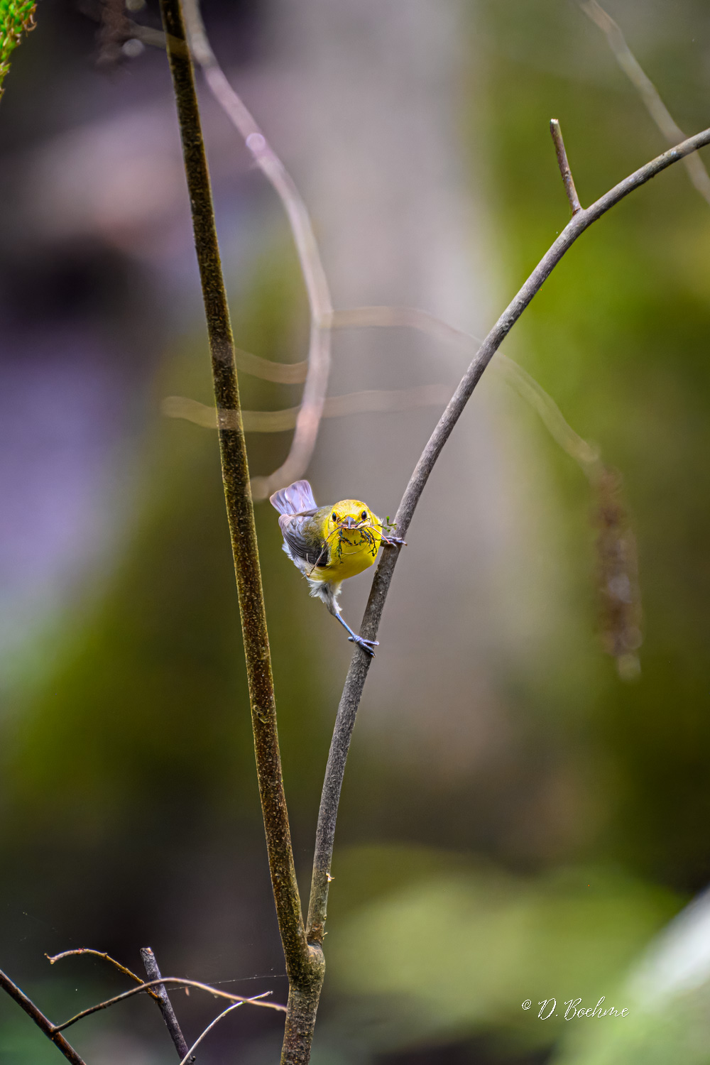 _DSC1670-topaz-denoiseraw-sharpen.jpg