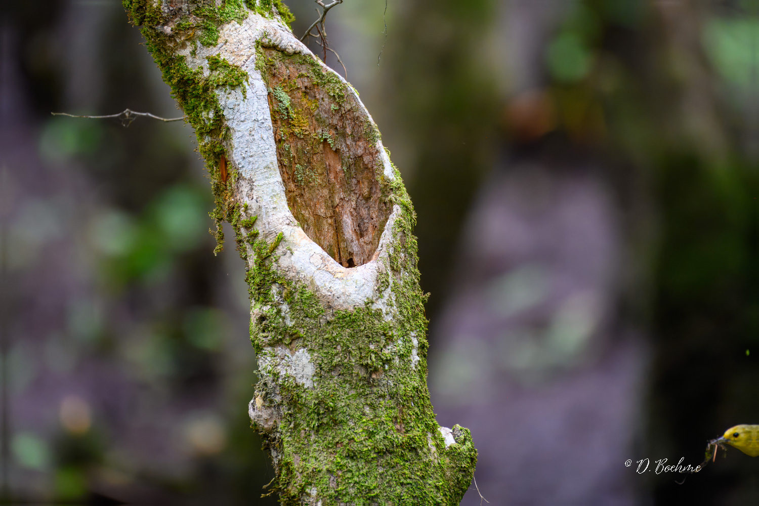 _DSC1682-topaz-denoiseraw-sharpen.jpg