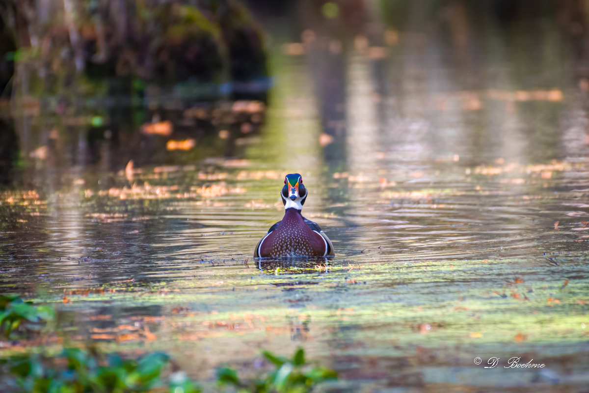 _DSC1794-DeNoiseAI-standard.jpg