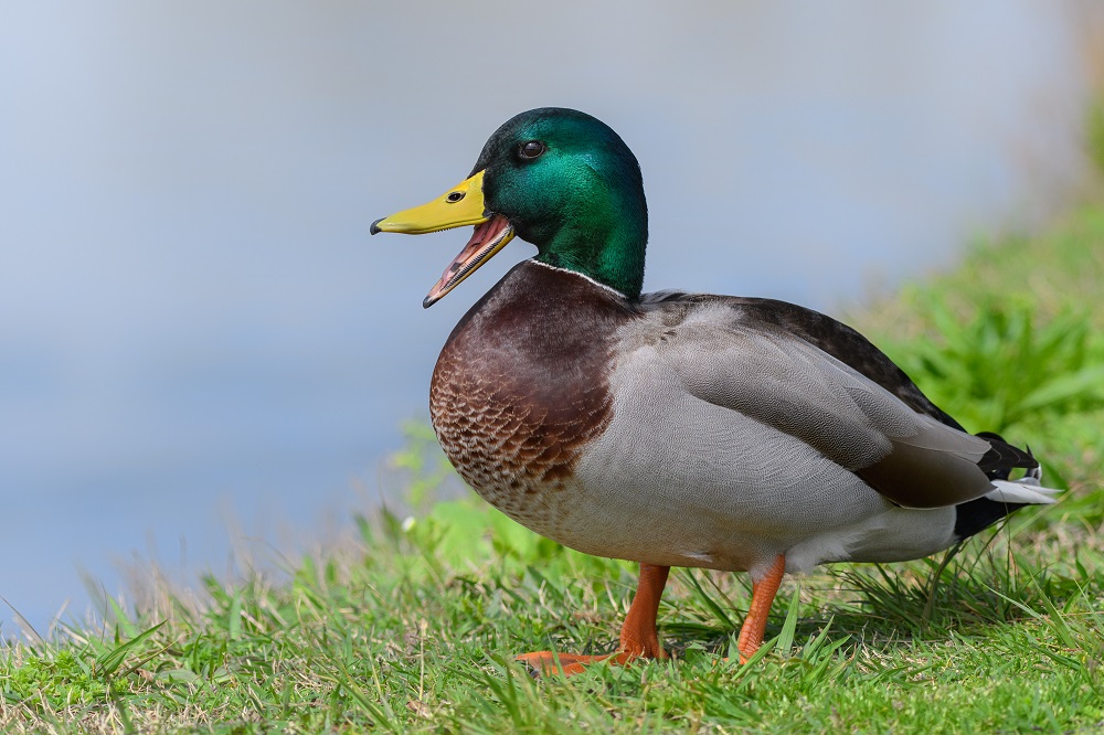 _DSC1816-Edit.jpg
