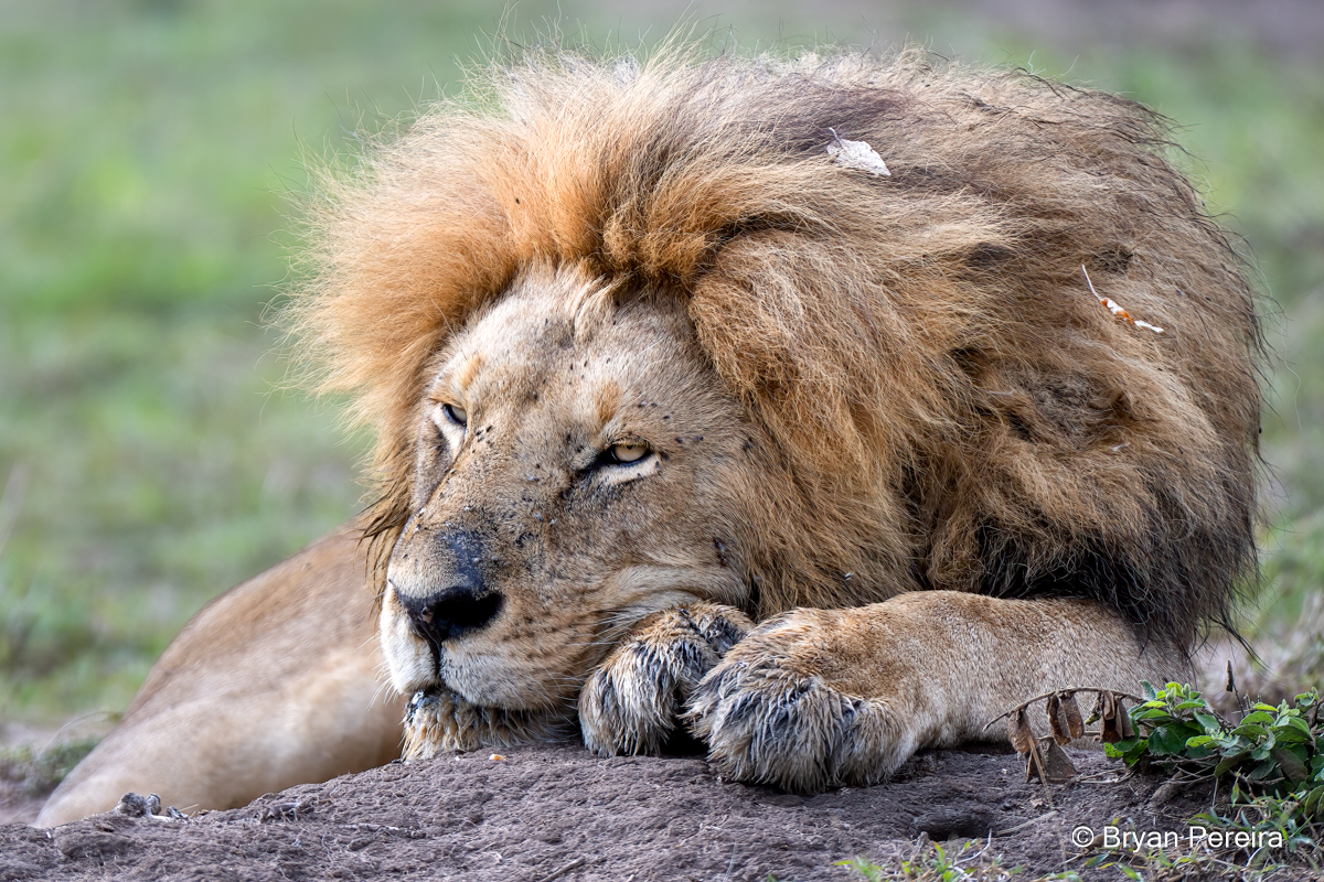 _DSC1845_lion_bryanpereira.JPG