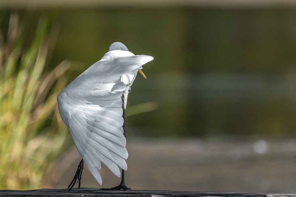 _DSC1863-Edit.jpg