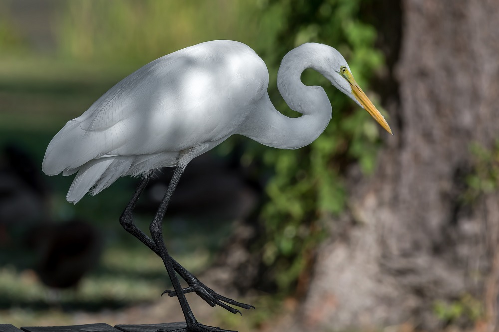 _DSC1885-Edit.jpg