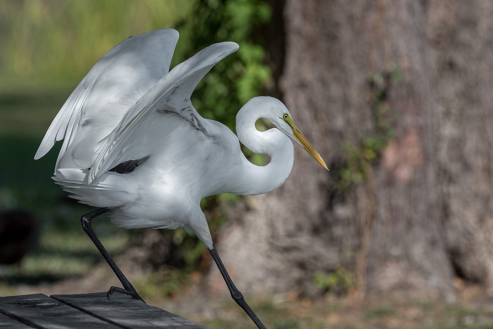 _DSC1886-Edit-2.jpg