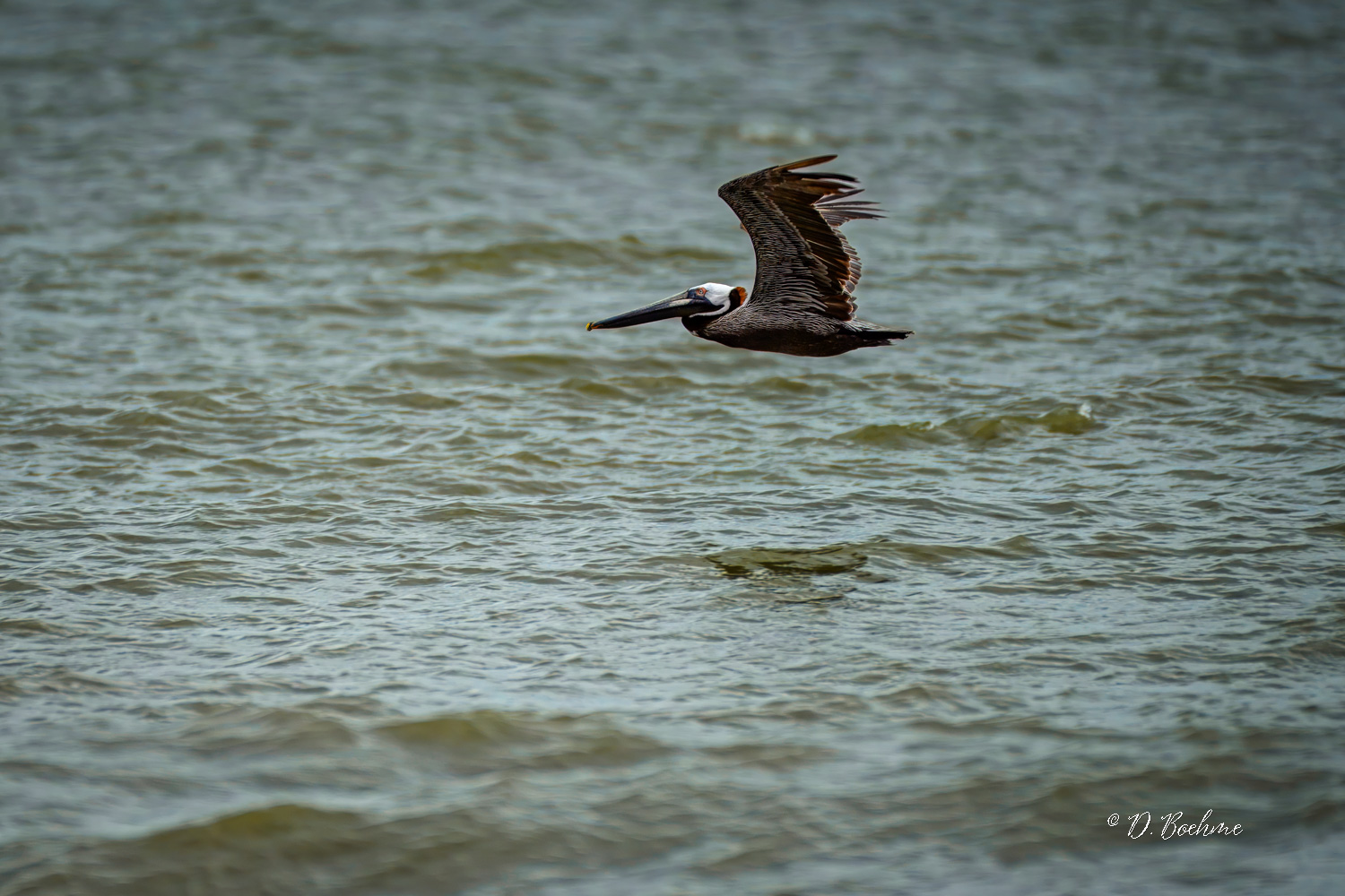 _DSC1979-topaz-denoiseraw-sharpen.jpg
