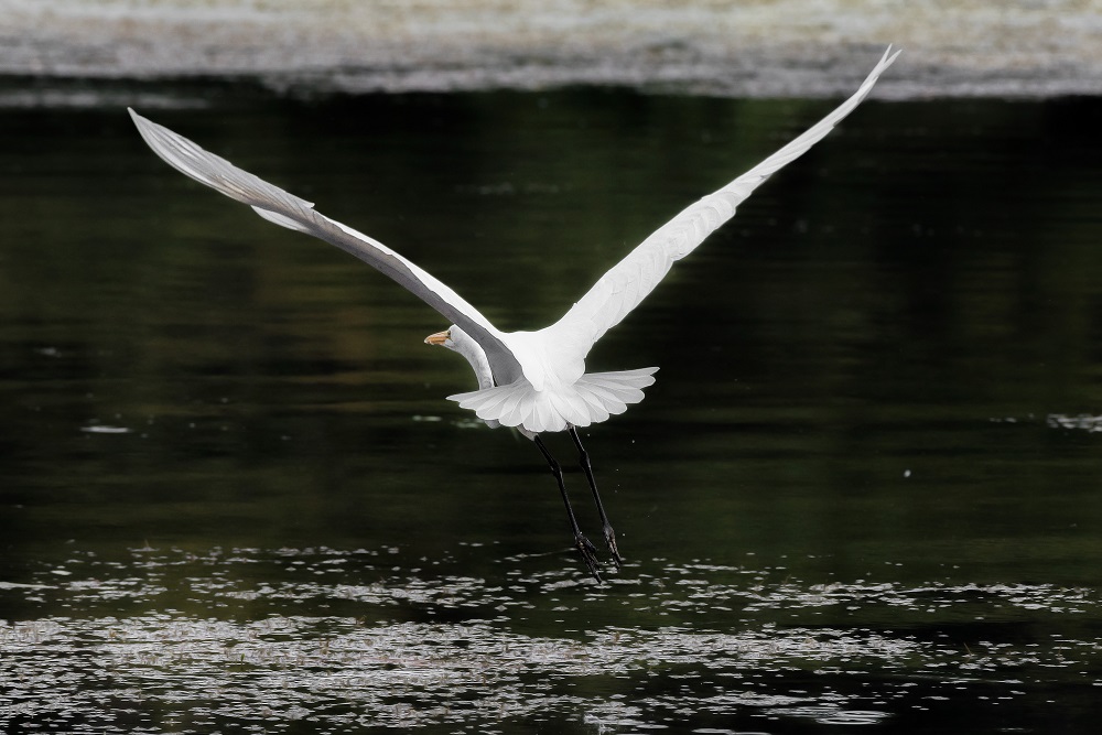 _DSC2068-Edit.jpg