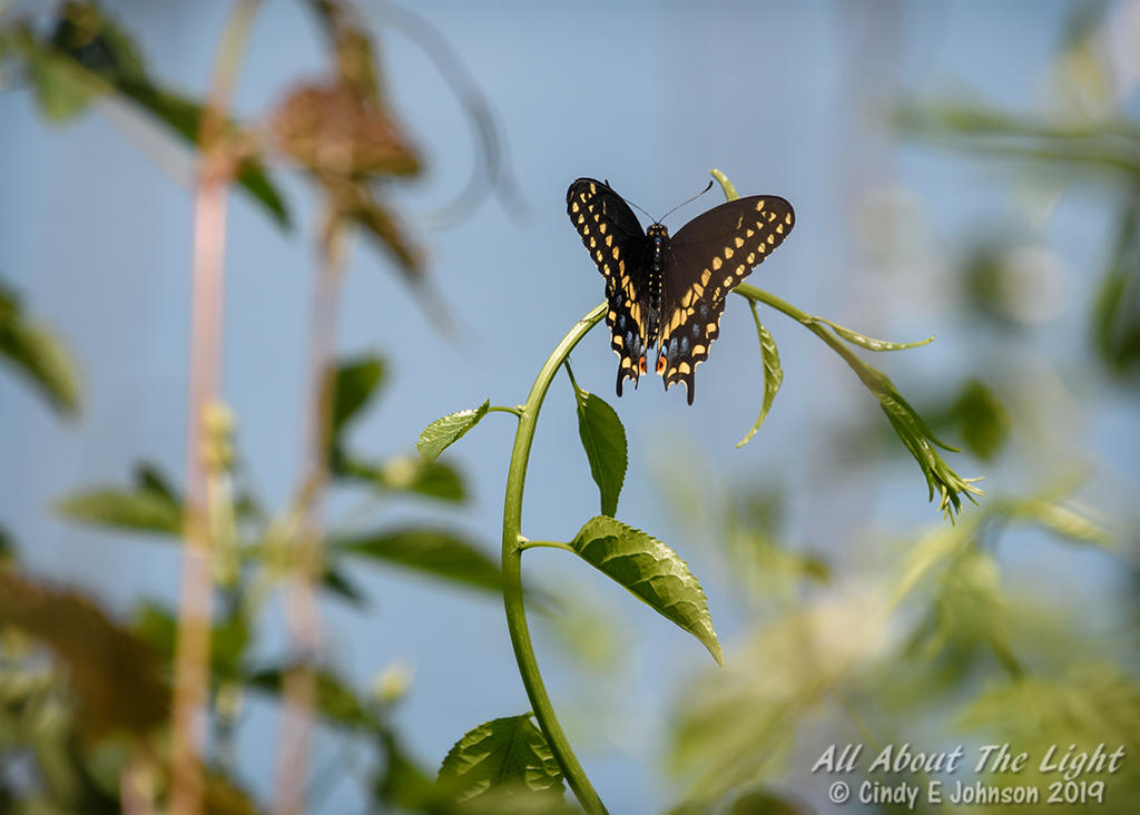 _DSC2077 low res.jpg