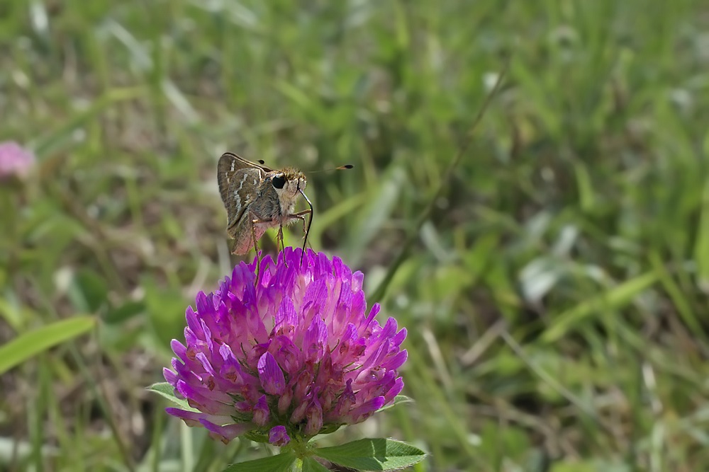 _DSC2086-Edit.jpg