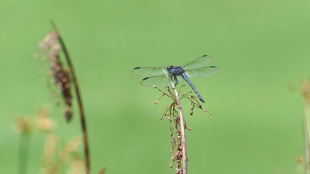 _DSC2118-Edit.jpg