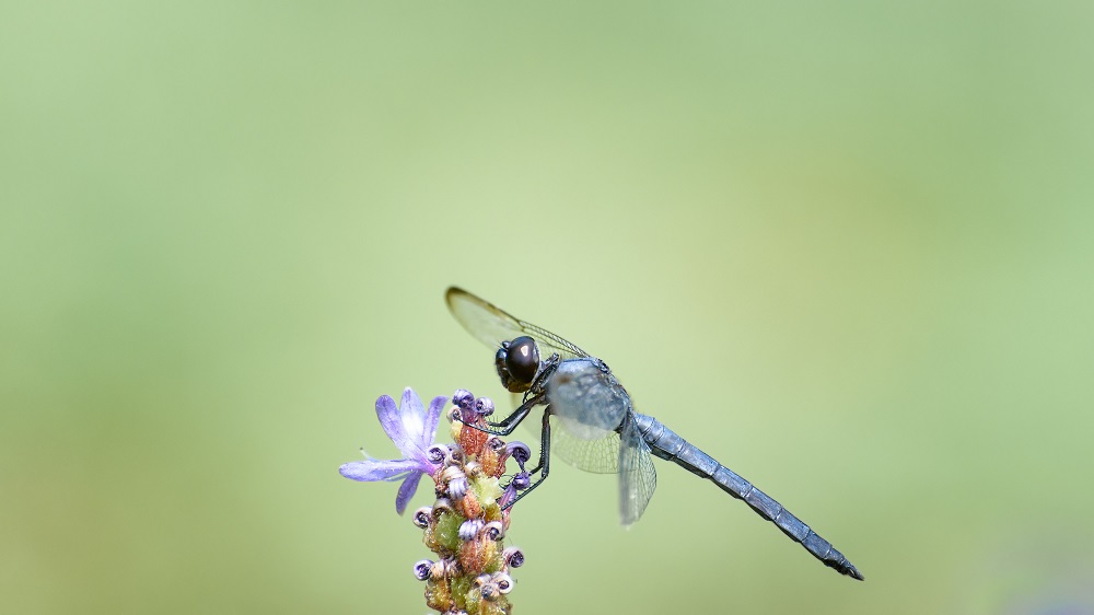 _DSC2143-Edit.jpg