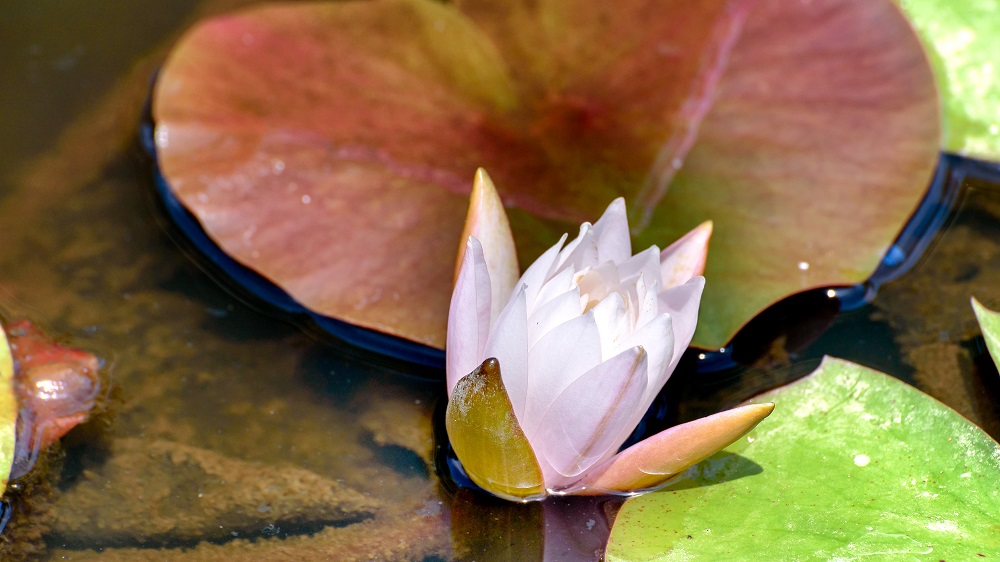 _DSC2156-Edit.jpg
