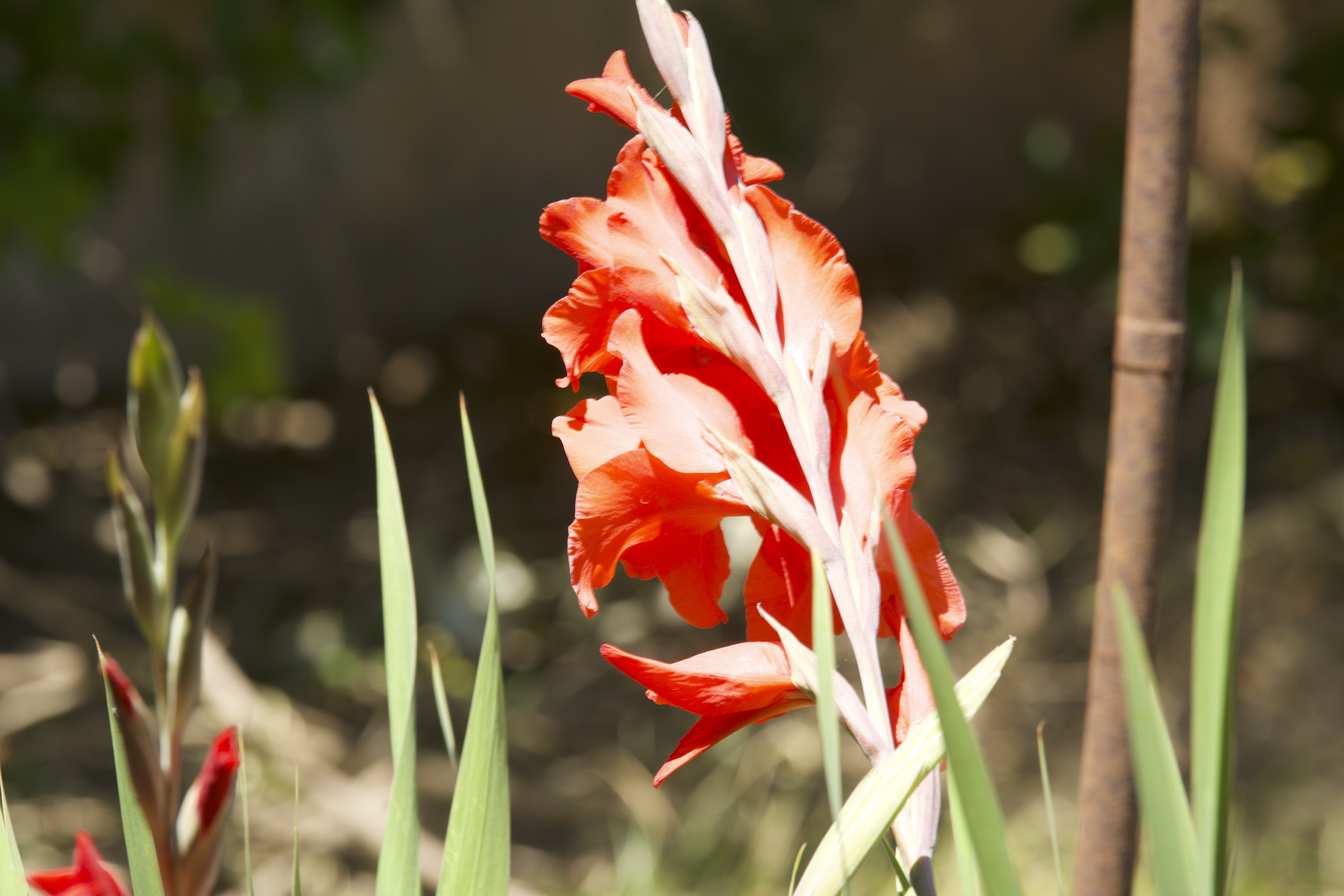 _DSC2162 copy.jpg
