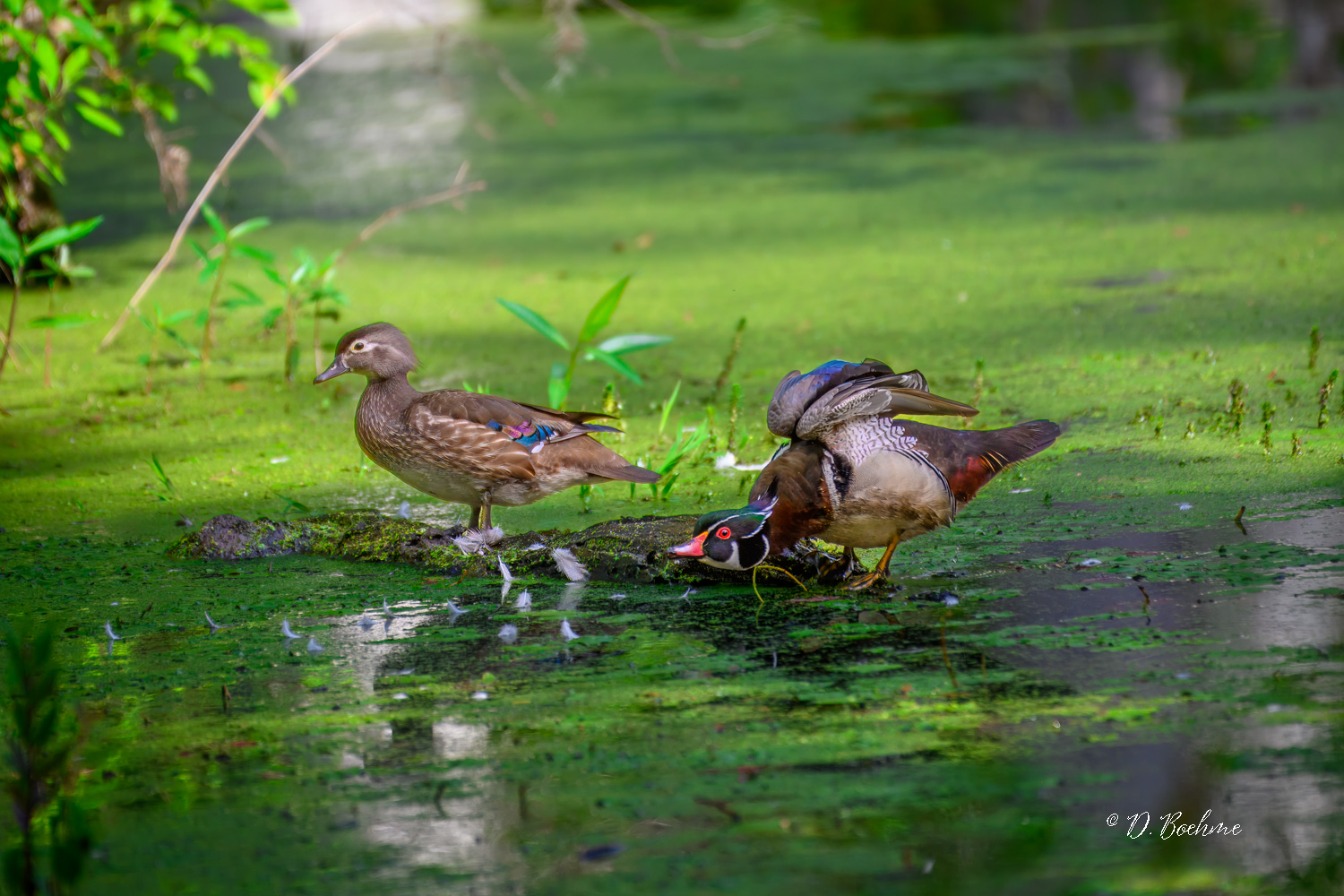 _DSC2179-topaz-denoiseraw-sharpen.jpg