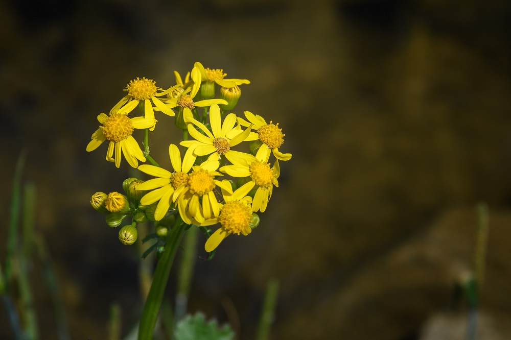 _DSC2279-Edit.jpg