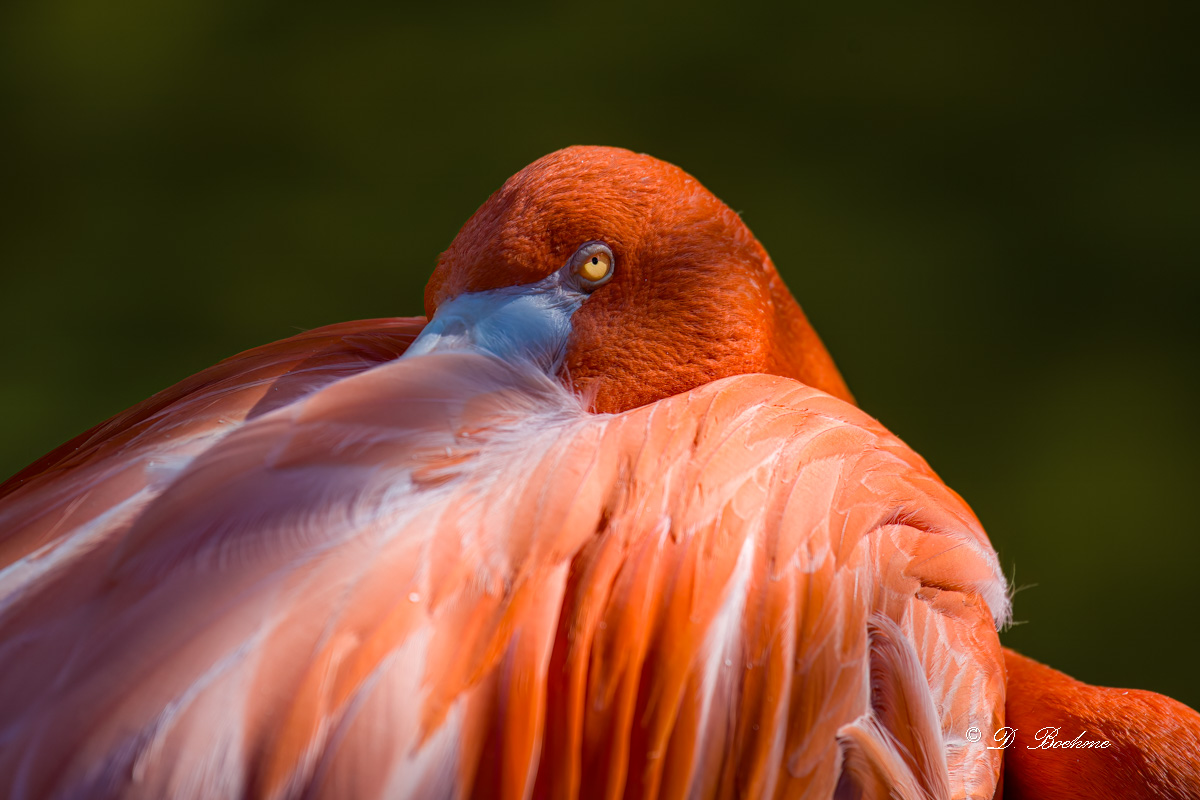 _DSC2335-DeNoiseAI-low-light.jpg