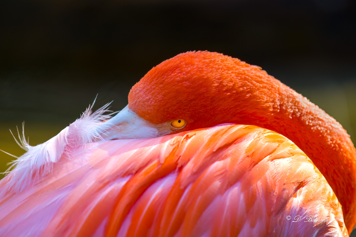 _DSC2341-DeNoiseAI-low-light.jpg