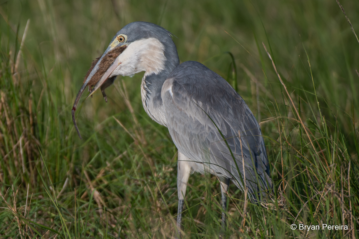 _DSC2343_bp.JPG