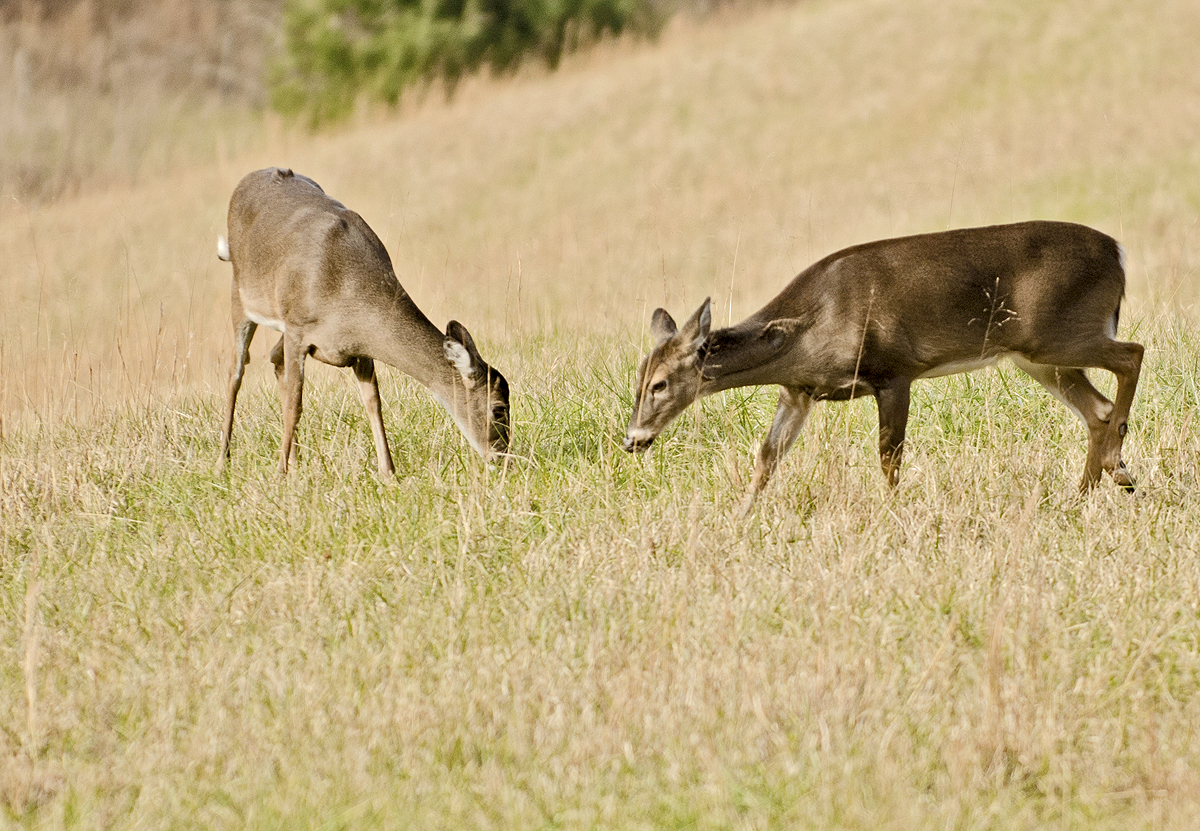 _DSC2354.jpg